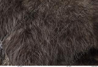 raccoon fur 0001